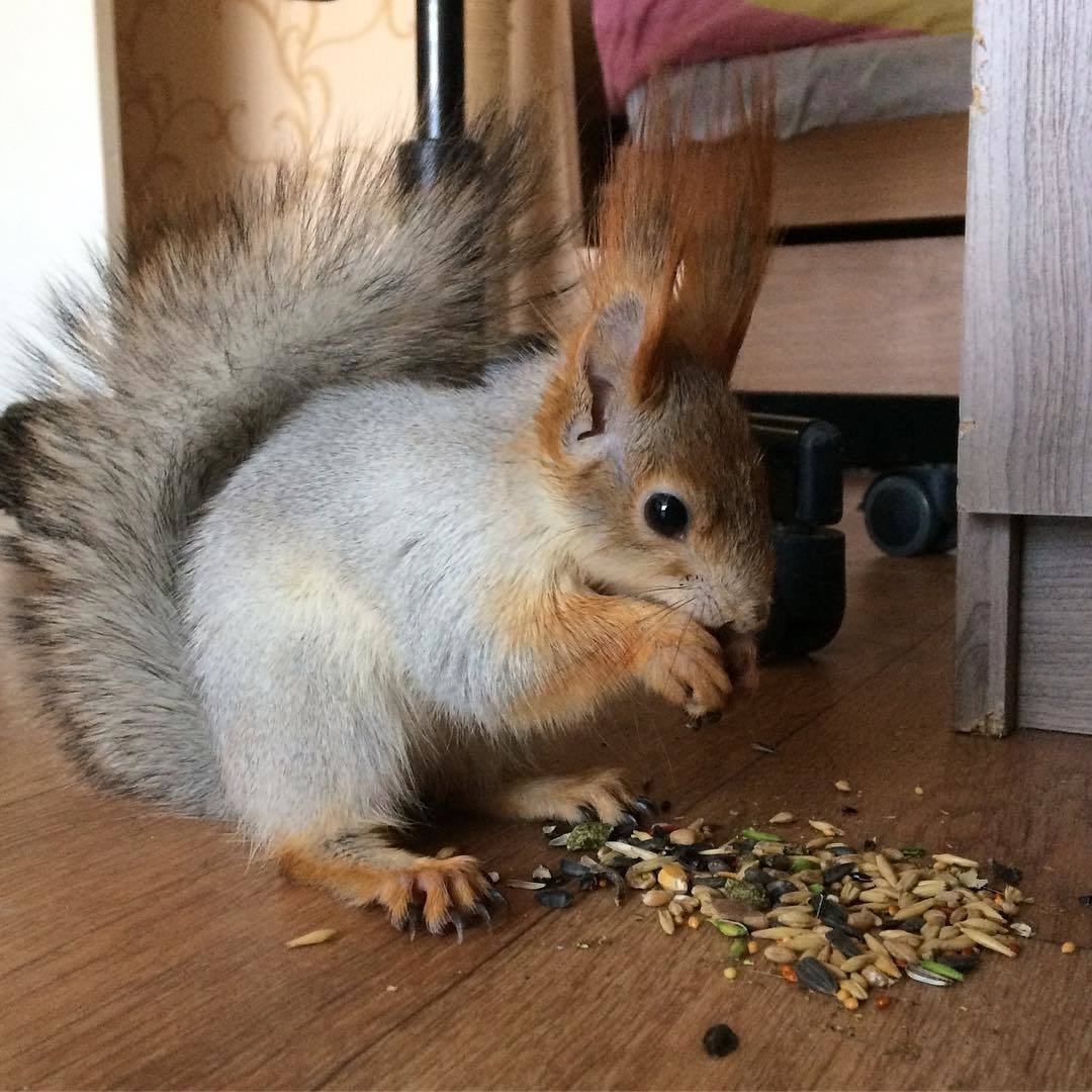 Белка телеутка