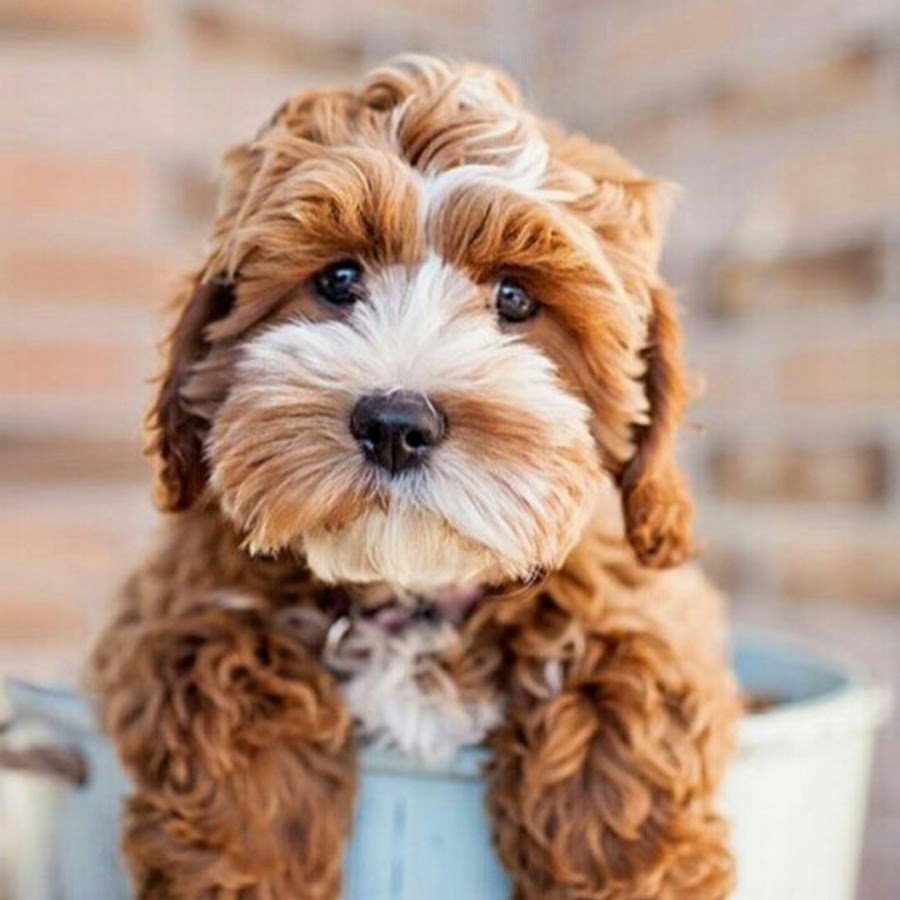 Quotes about Puppies