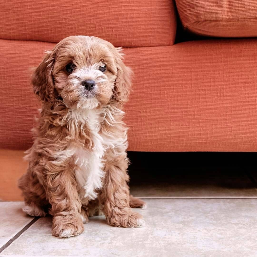 Мальтипу Купер