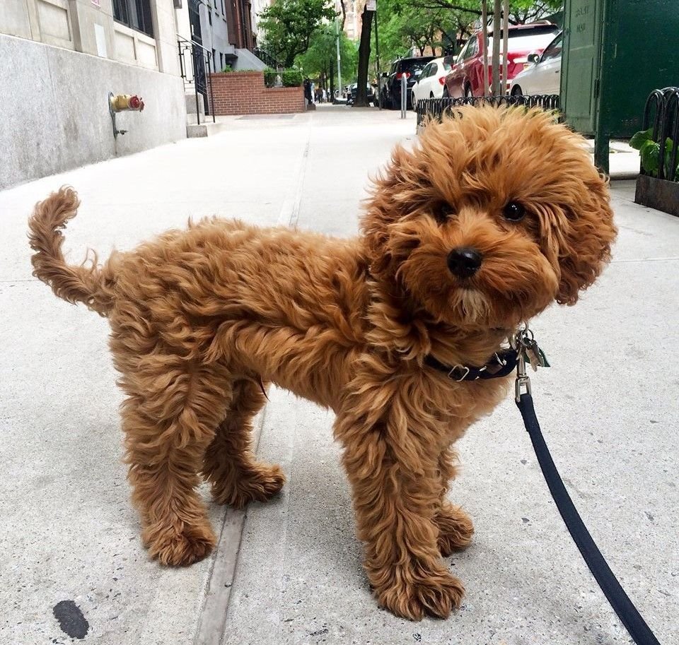 Кавапу порода