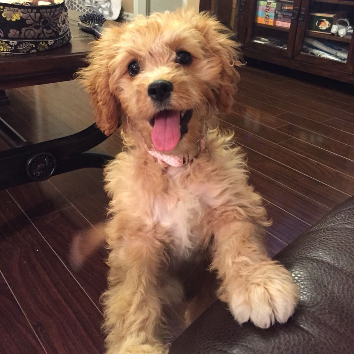 Кавапу белый