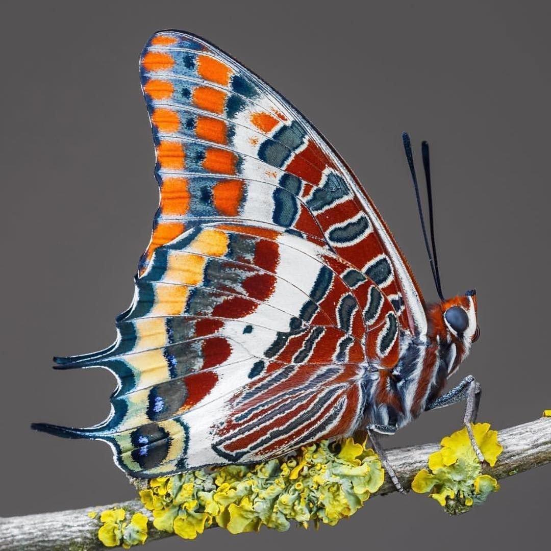 Необычные бабочки