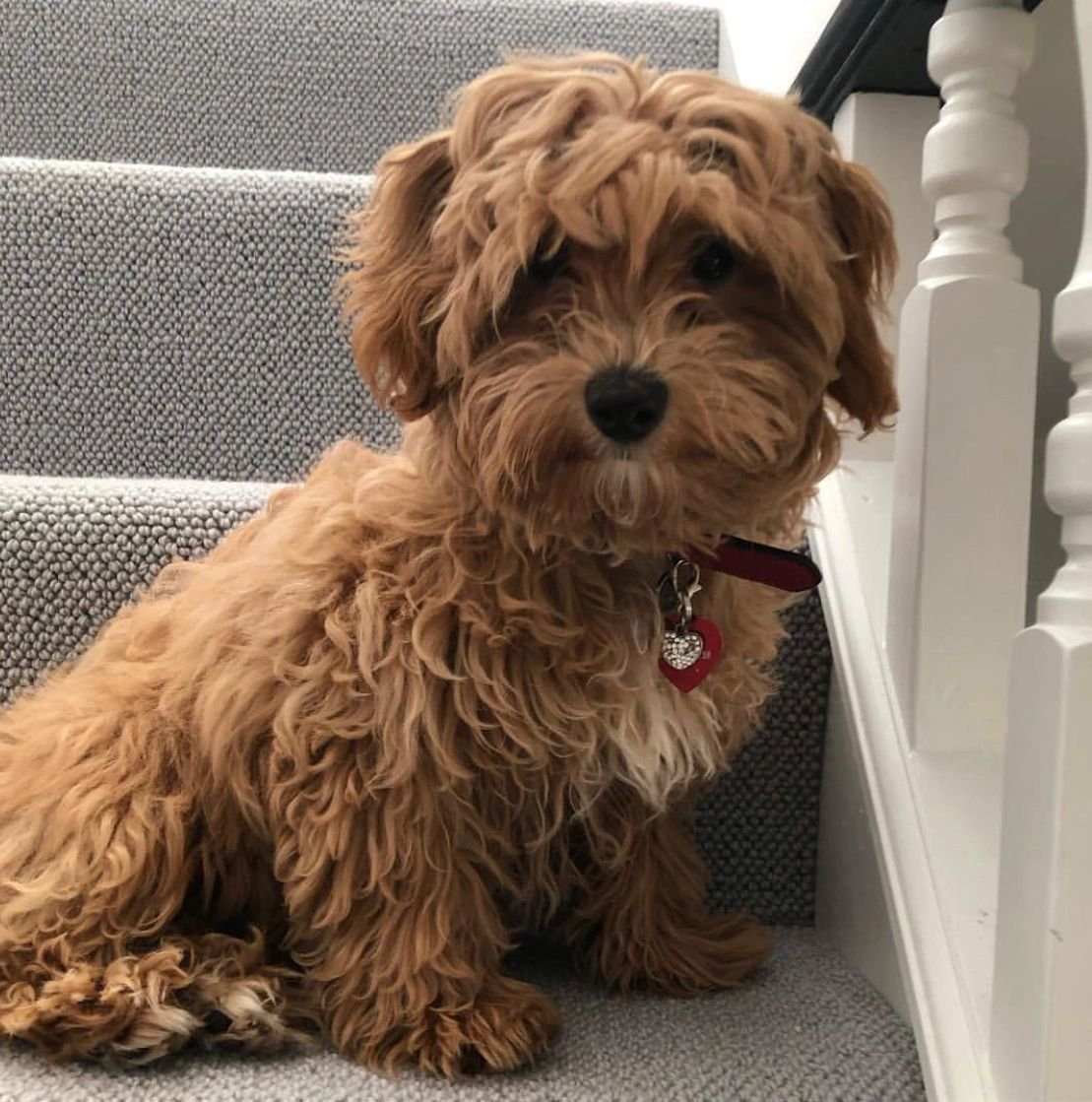 Кавапу груминг