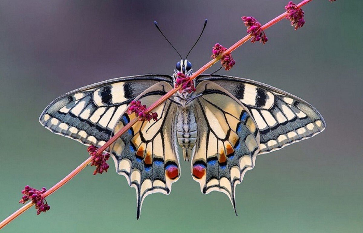 Необычные бабочки