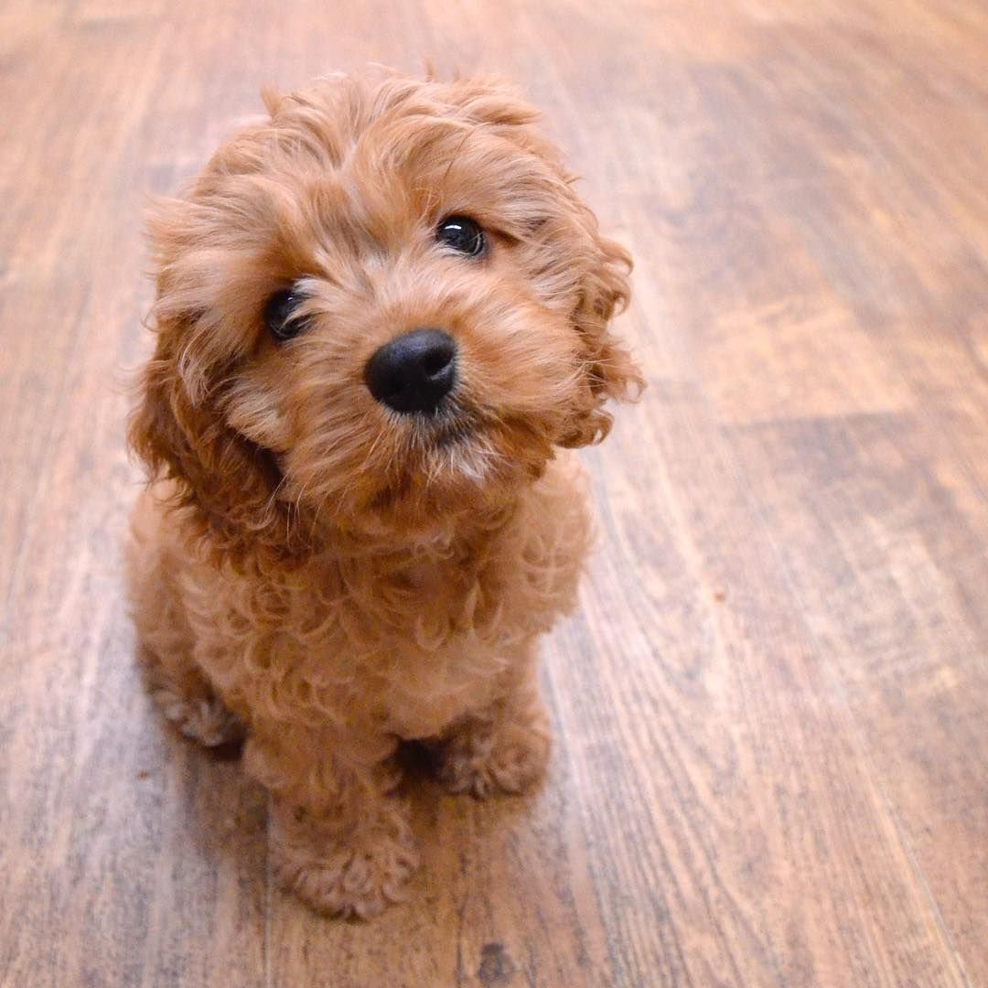 Мальтипу и кокапу