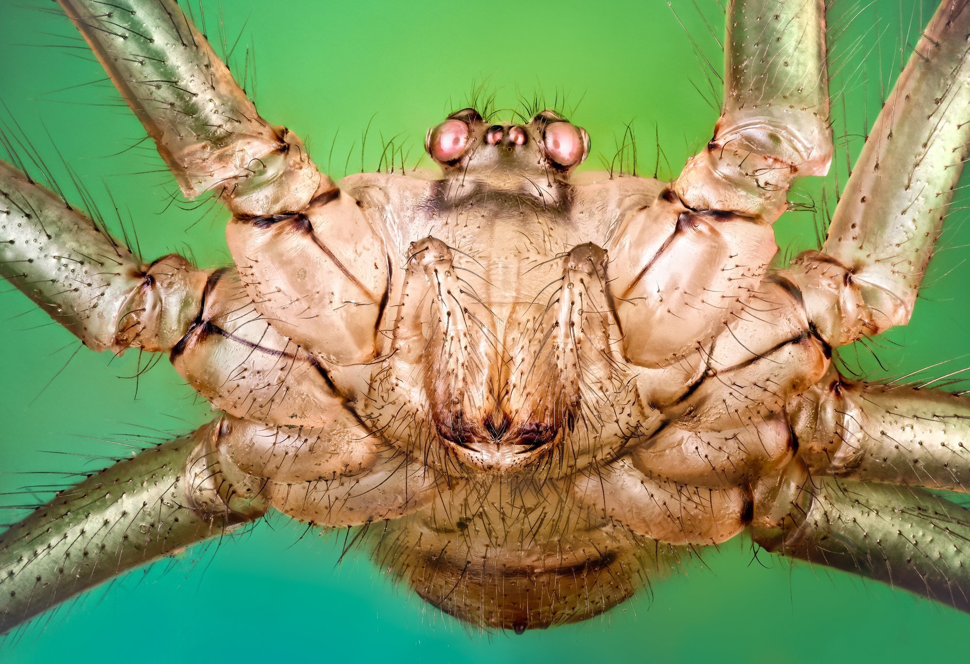 Страшный мир насекомых. Сенокосец паук хелицеры. Паук сенокосец под микроскопом. Сенокосец паук самка. Паук косиножка под микроскопом.