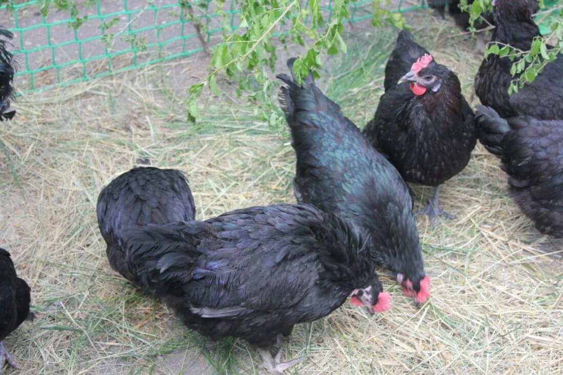 Московская чёрная порода кур