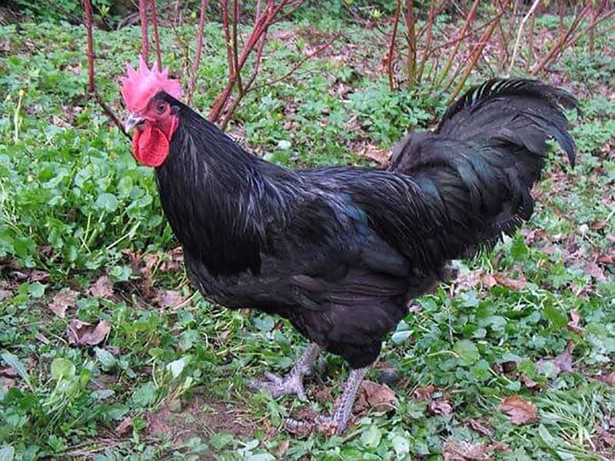 Петух породы Аям Цемани