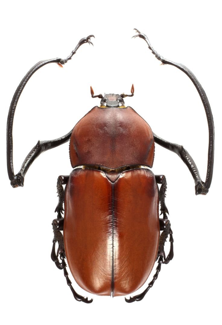 Насекомое с панцирем