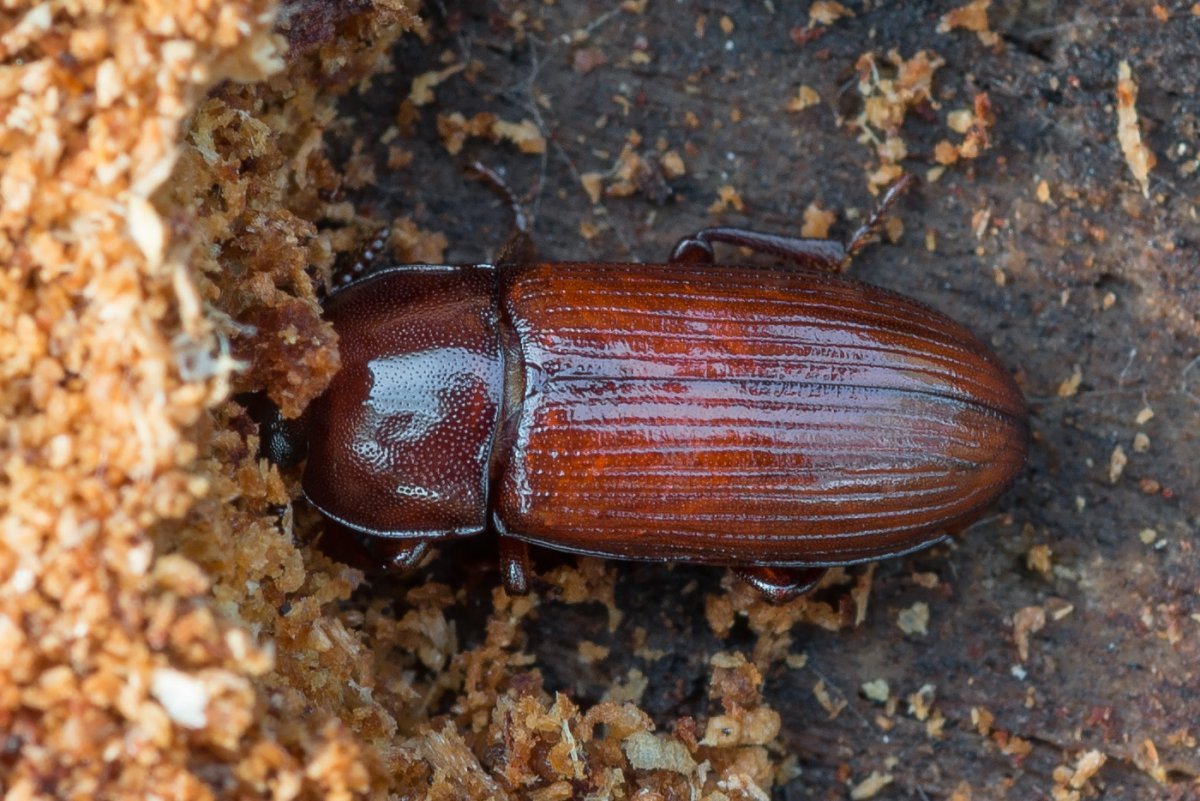 Sathiphorosia Scaraba