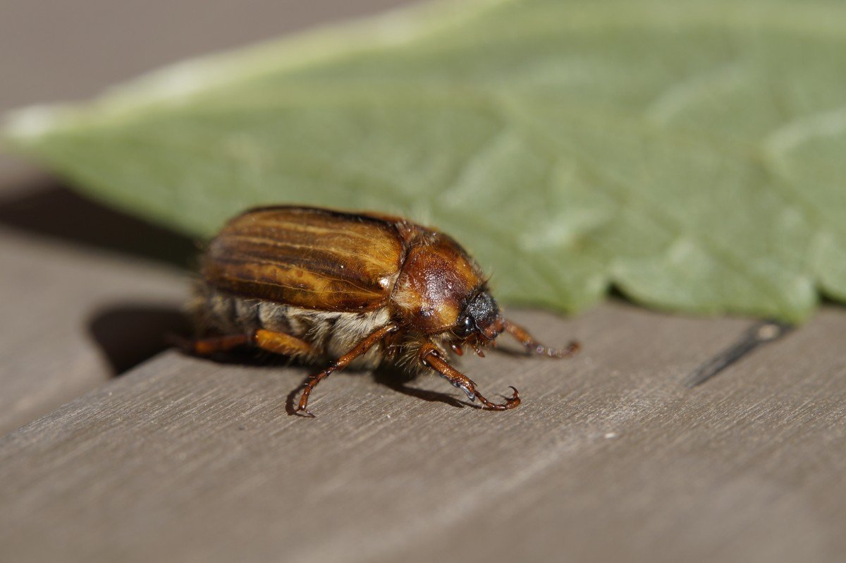 Жук долгоносик синий