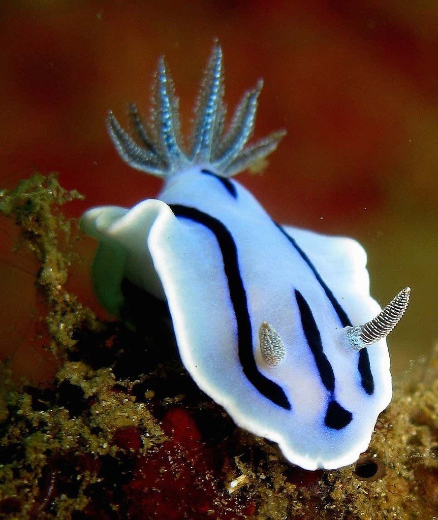 Морской Голожаберный моллюск