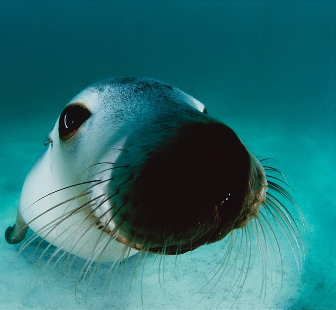 Пол Никлен морской леопард