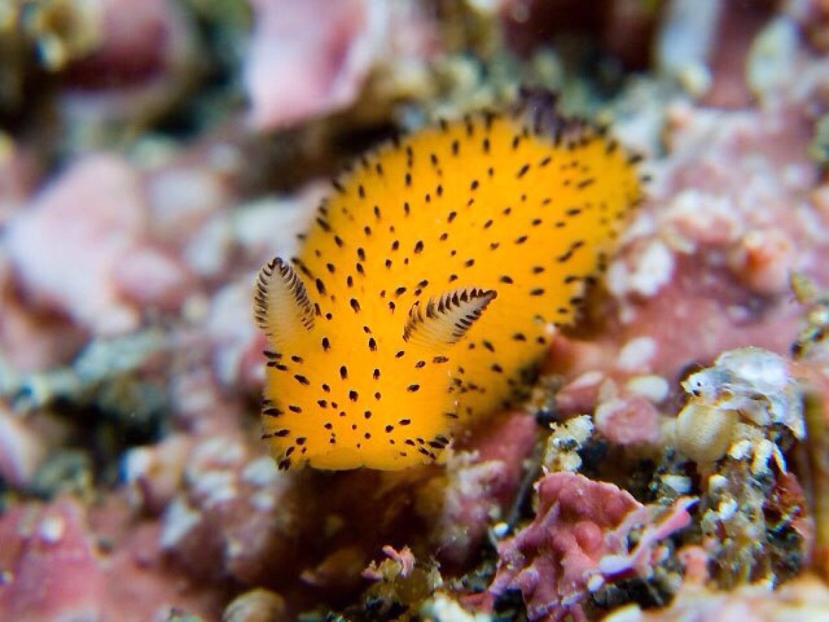 Заяц плывет