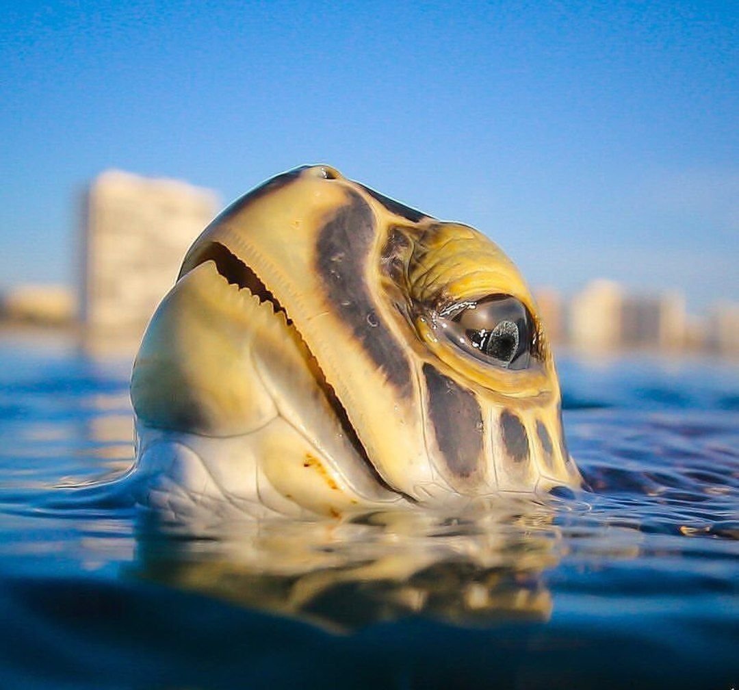 Ластоногие Нерпа