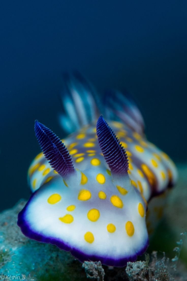 Голожаберный моллюск Risbecia