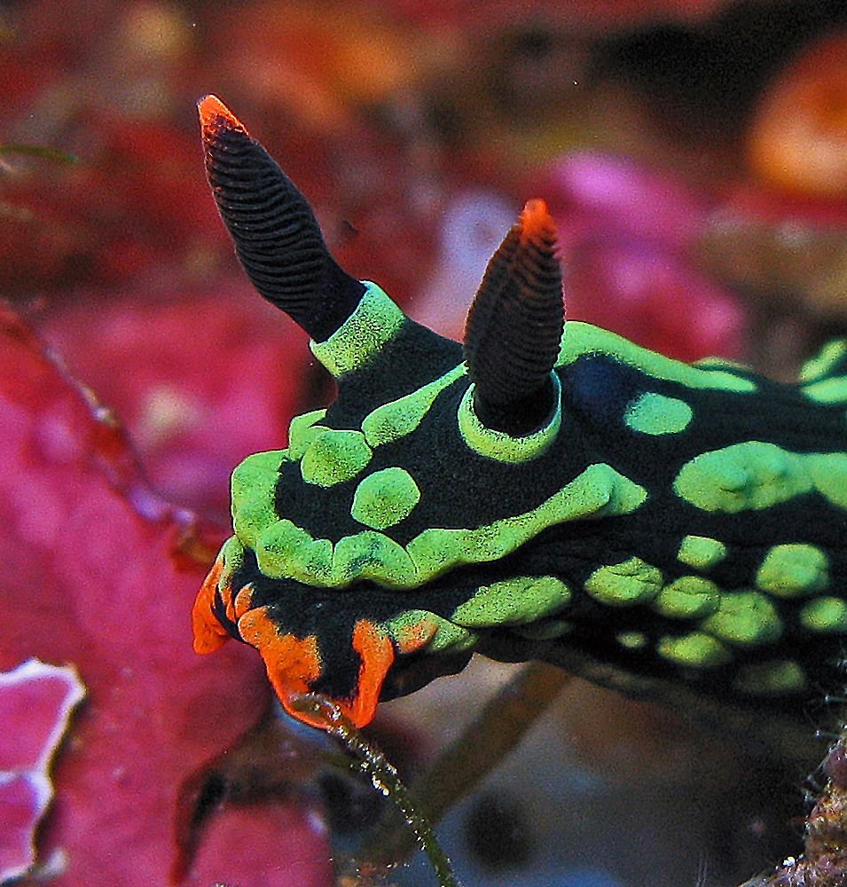 Морские слизняки Пикачу