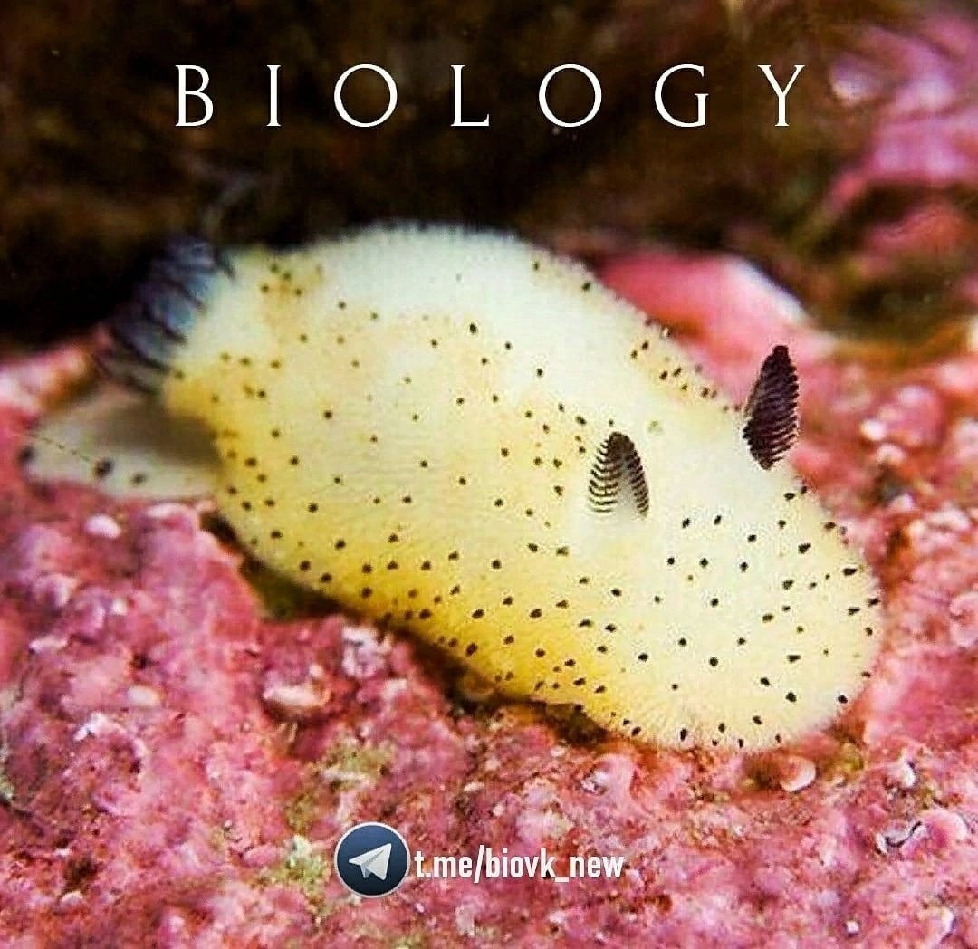 Морской кролик, Jorunna Parva.