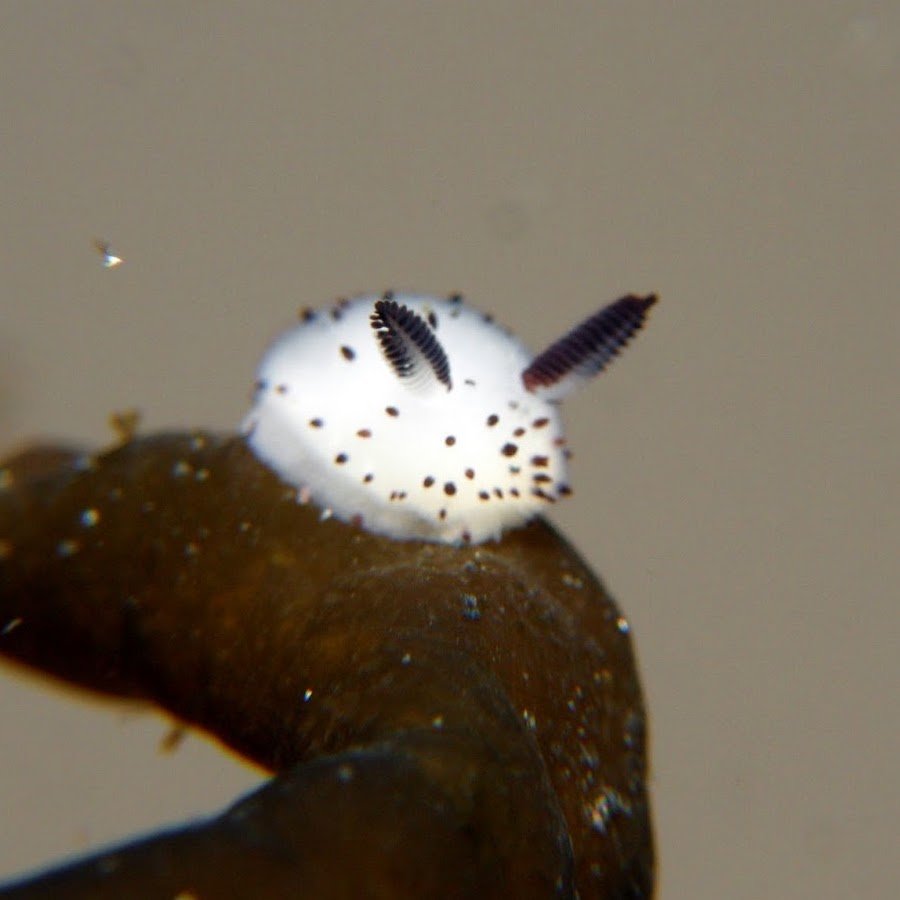 Морской зайчик СЛИЗЕНЬ