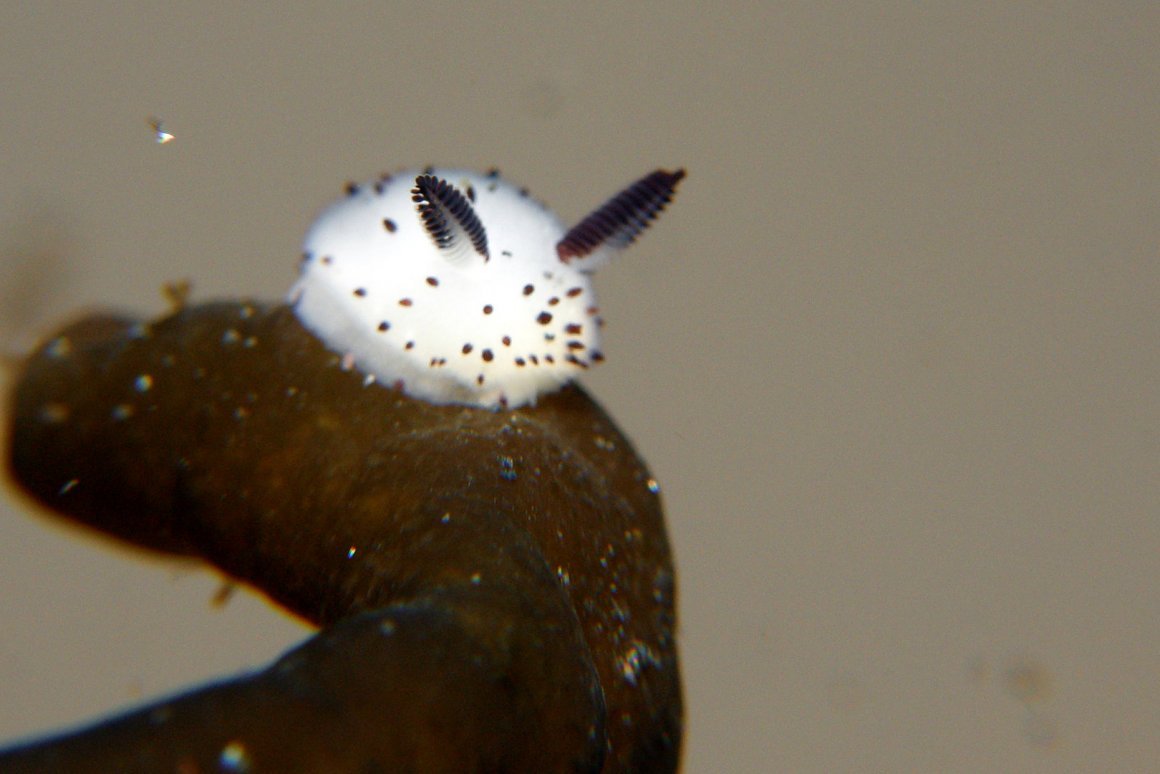 Морской Голожаберный моллюск