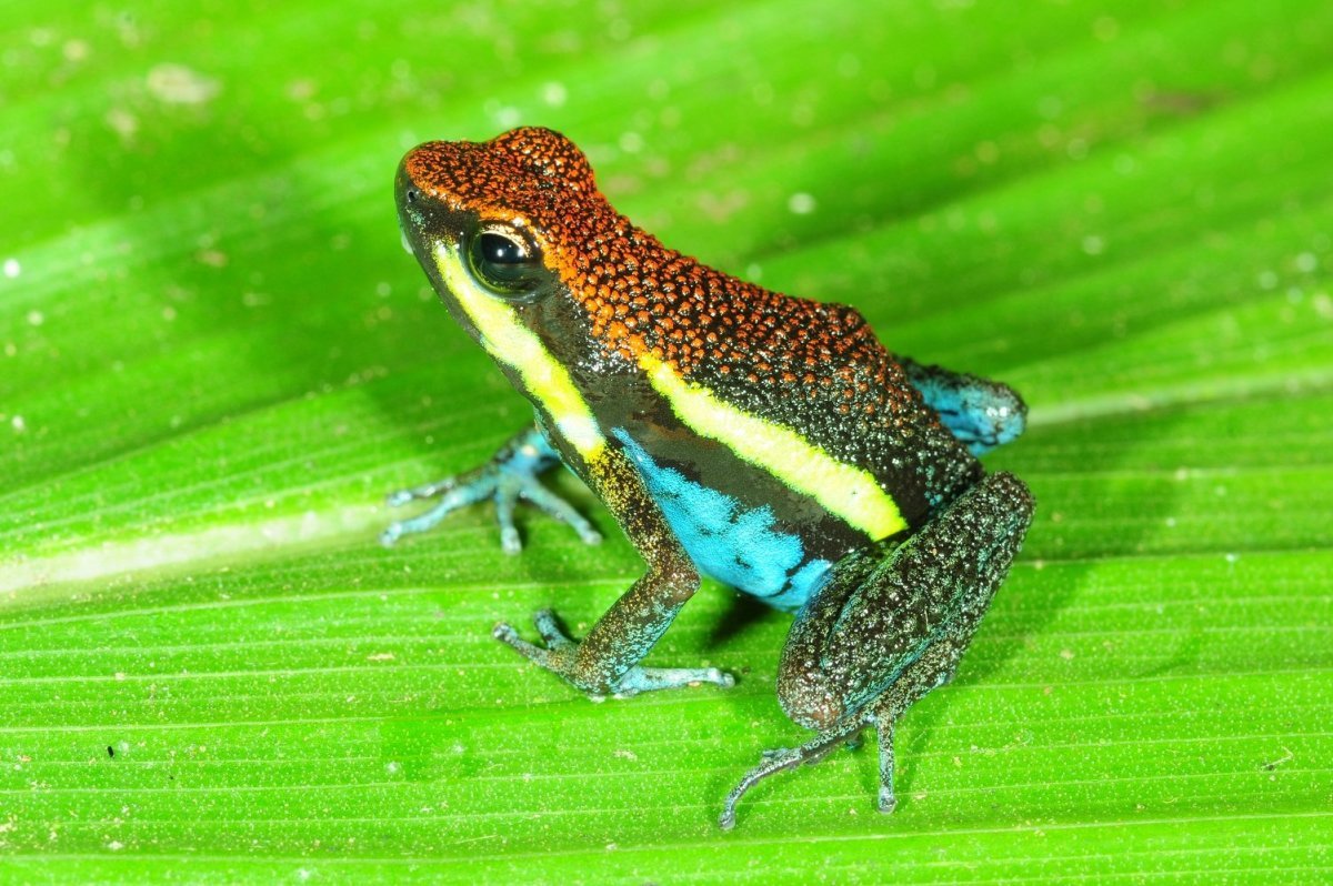 Амазонский древолаз лягушка