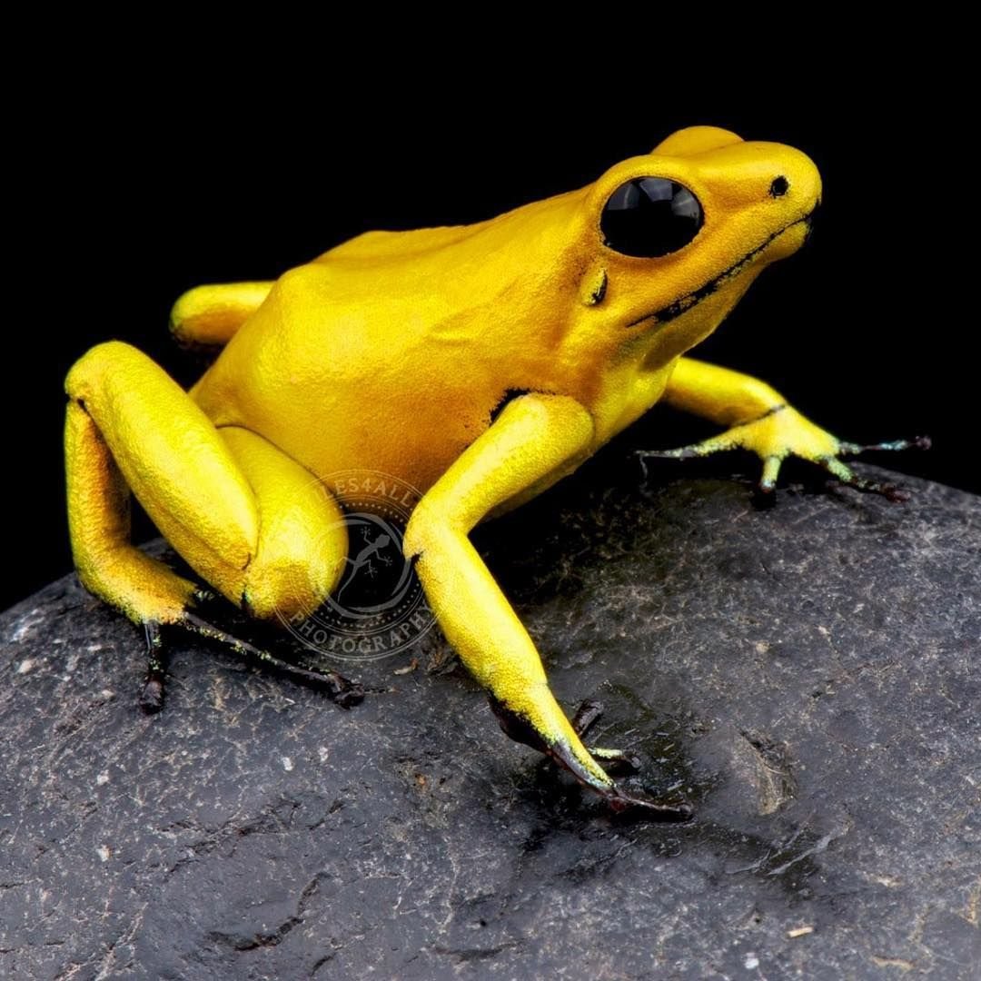 Лягушка Арлекин Коста Рика