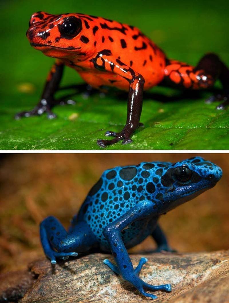 Амазонский древолаз лягушка