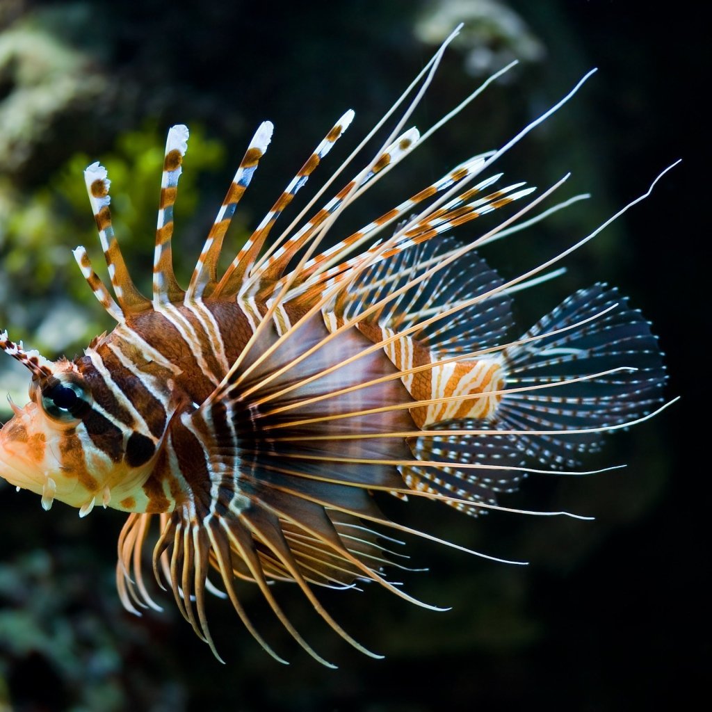 Крылатка Рассела