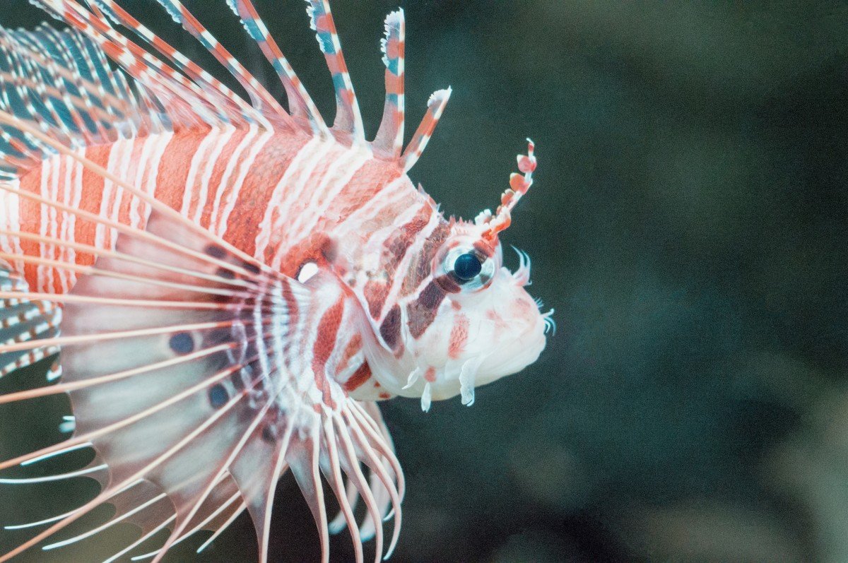 Рыбка тигр крылатка