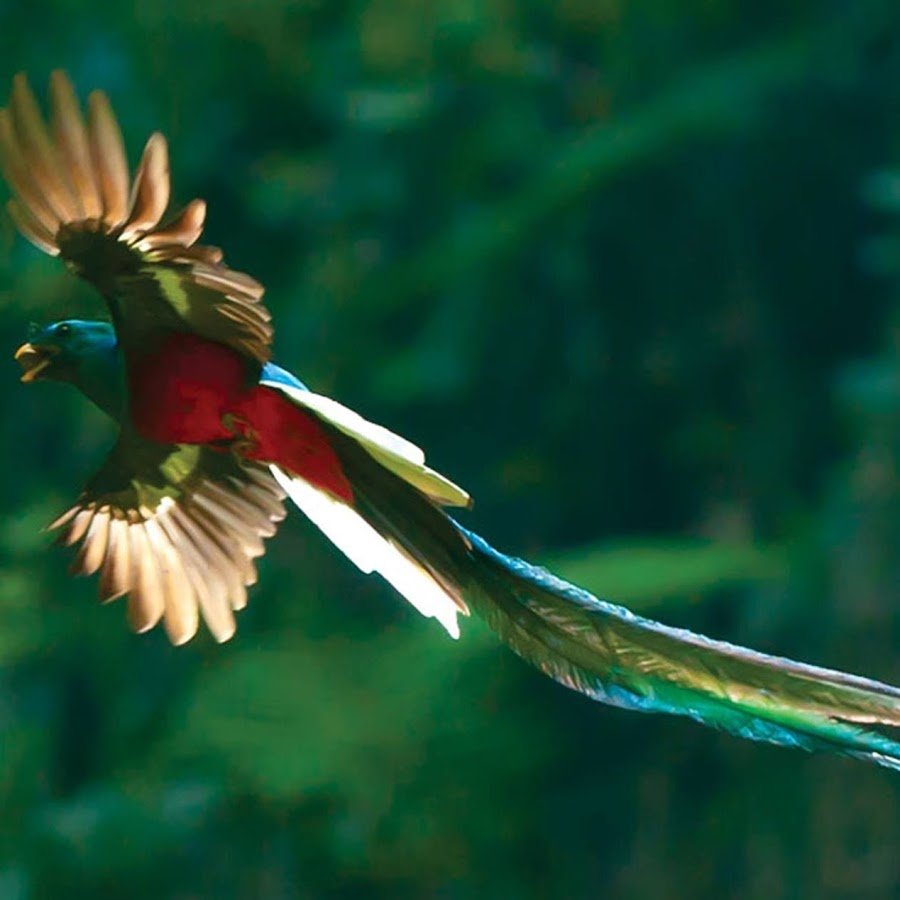 Алмазный Квезаль