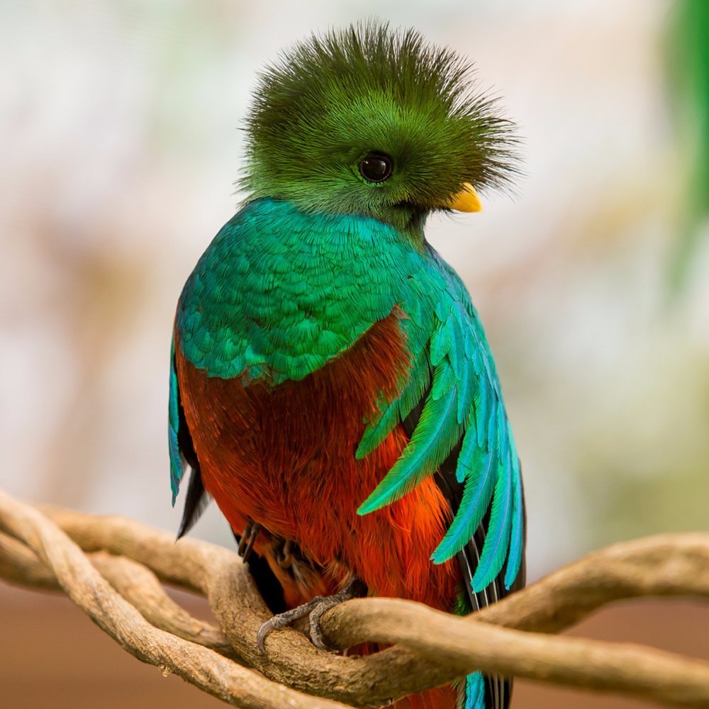 Яйца квезаля