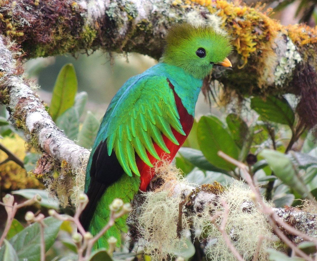 Квезаль Священная птица Майя