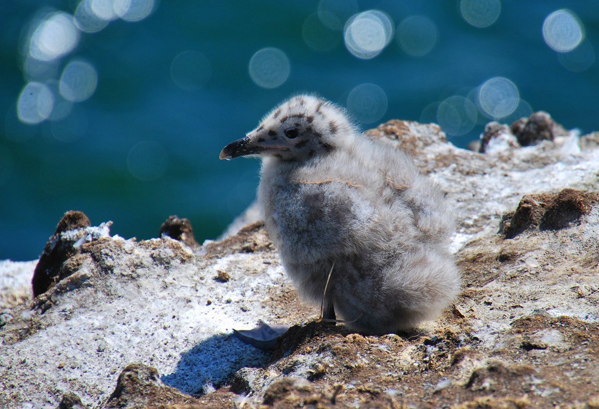 Серебристая Чайка слеток
