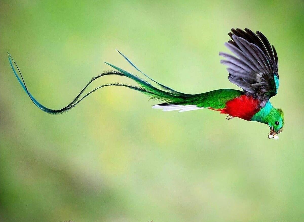 Гватемальский квезал