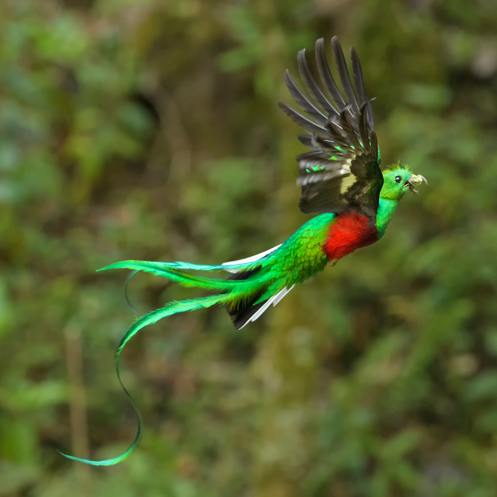 Священная птица Минлей