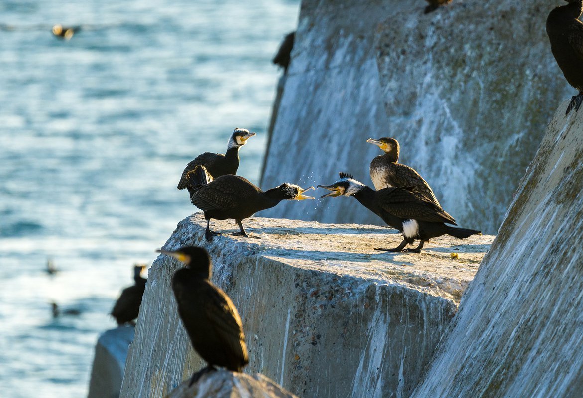 Баклан Балтийское море