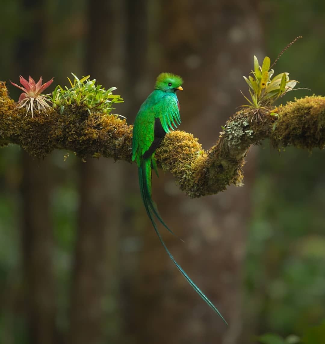 Квезаль Священная птица Майя