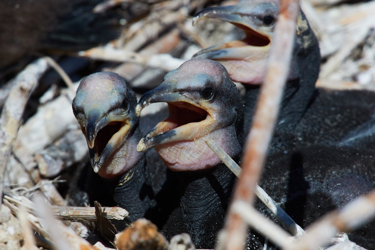 Серебристая Чайка слеток