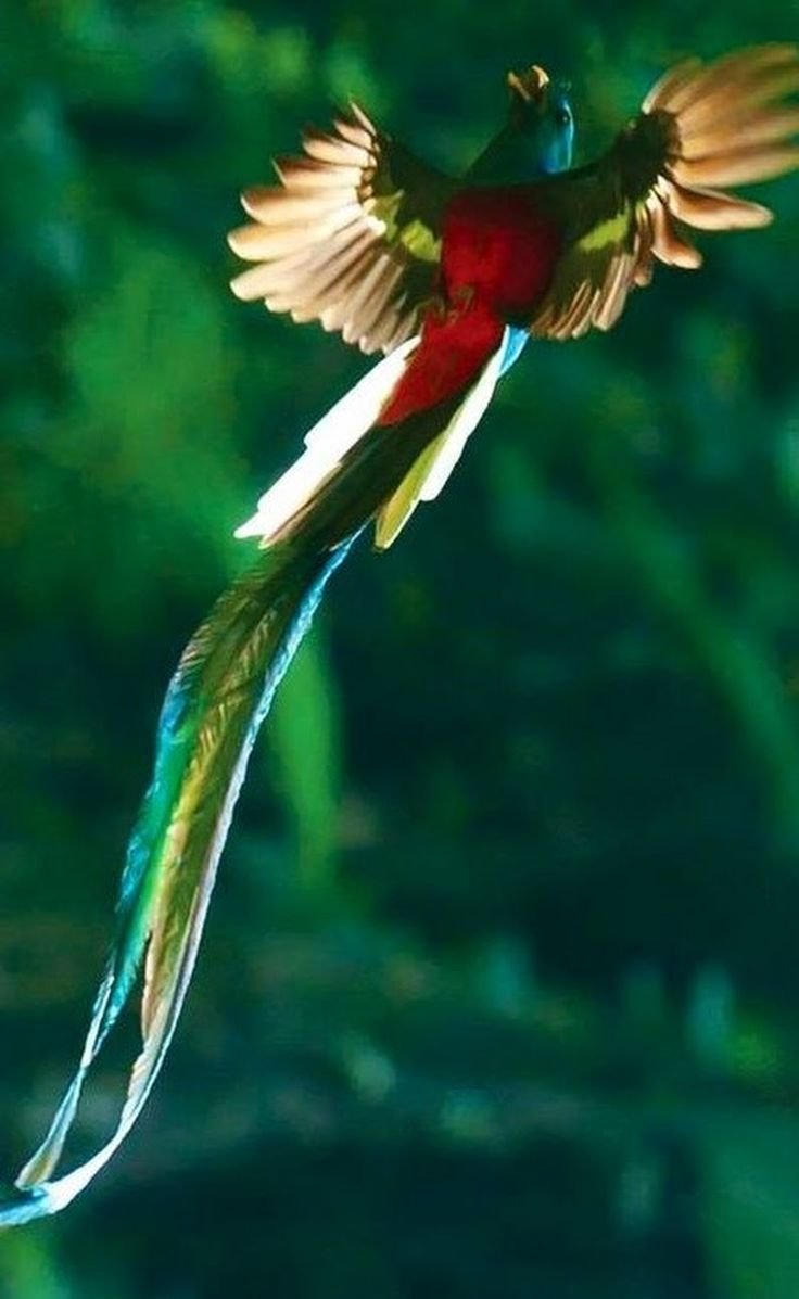 Гваделупский Квезаль