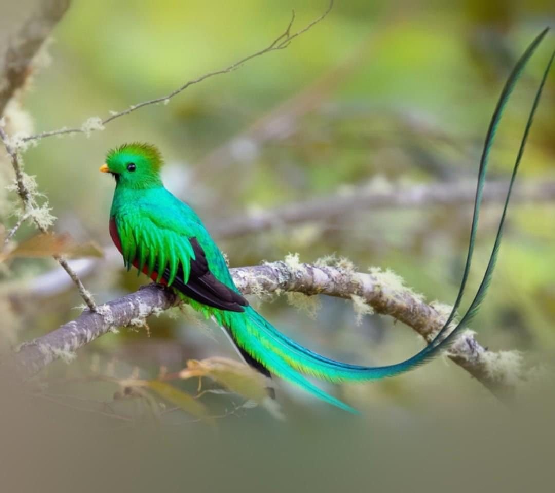 Квезаль Священная птица Майя