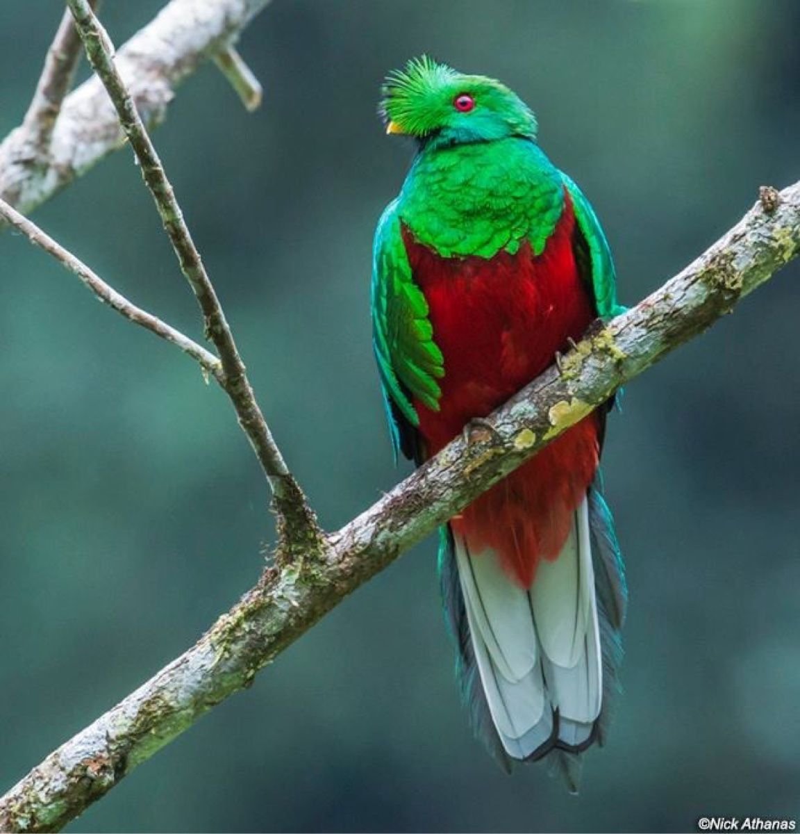 Птичка зеленая стеклянная с длинным хвостом 1985 г выпуска