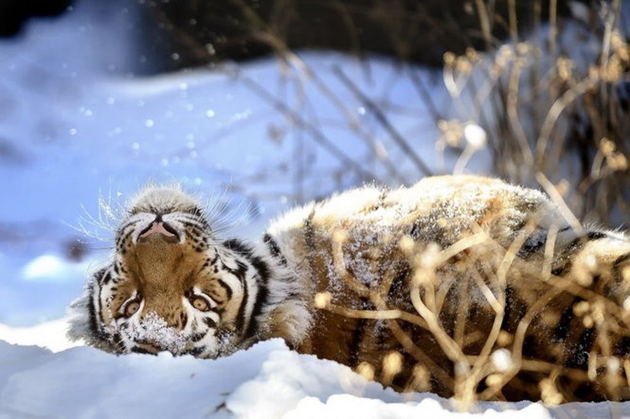 Зверь пробуждение. Зимние животные. Тигр на снегу. Животные в снегу. Звери в снегу.