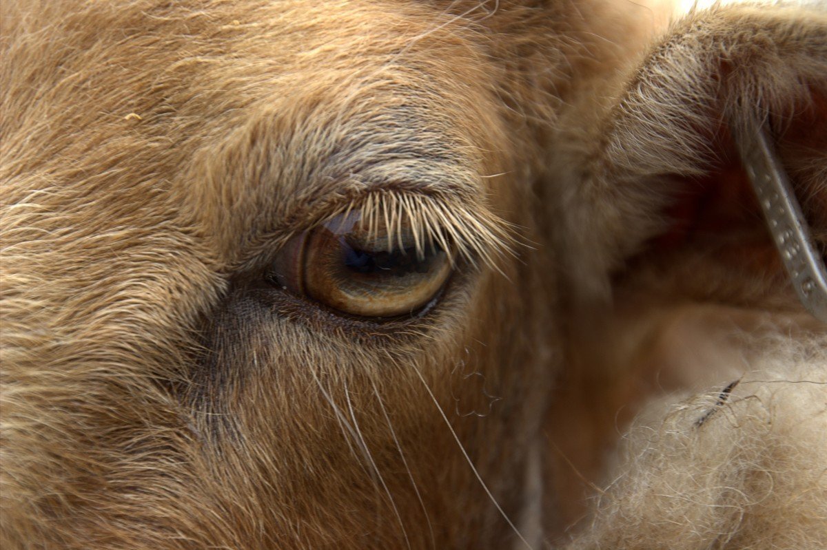 Ресницы коровы