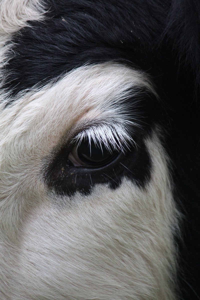 Ресницы коровы