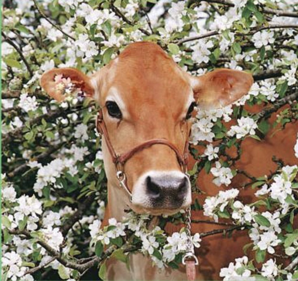 Взгляд коровы