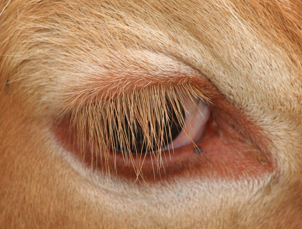 Коровьи ресницы