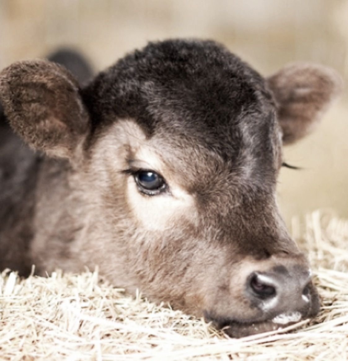 Глаза теленка