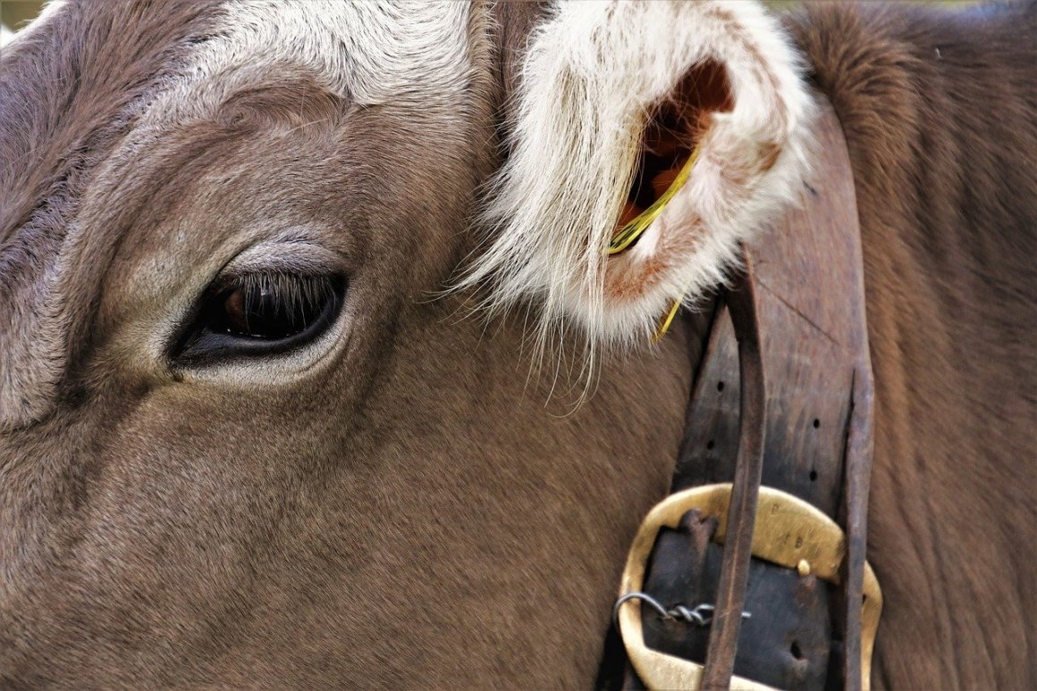 Коровьи глаза