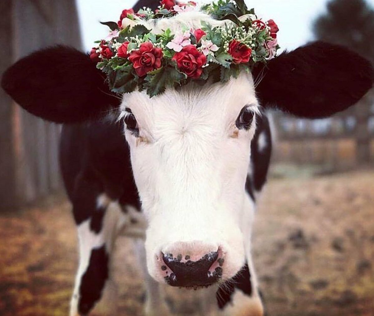 Глаза теленка