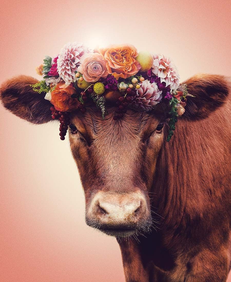 Взгляд коровы